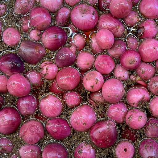  عکس پیاز ترشی